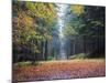 Autumn Foliage, Brecon Beacons National Park, South Wales, United Kingdom, Europe-Christian Kober-Mounted Photographic Print