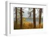 Autumn foliage, Fish Lake, Wenatchee National Forest, Washington State, USA-Michel Hersen-Framed Photographic Print