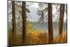 Autumn foliage, Fish Lake, Wenatchee National Forest, Washington State, USA-Michel Hersen-Mounted Photographic Print
