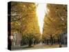 Autumn Foliage, Ginkgo Trees, Tokyo University, Tokyo, Japan-Steve Vidler-Stretched Canvas