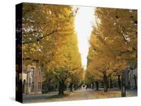 Autumn Foliage, Ginkgo Trees, Tokyo University, Tokyo, Japan-Steve Vidler-Stretched Canvas