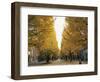 Autumn Foliage, Ginkgo Trees, Tokyo University, Tokyo, Japan-Steve Vidler-Framed Photographic Print