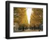 Autumn Foliage, Ginkgo Trees, Tokyo University, Tokyo, Japan-Steve Vidler-Framed Photographic Print