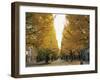 Autumn Foliage, Ginkgo Trees, Tokyo University, Tokyo, Japan-Steve Vidler-Framed Photographic Print