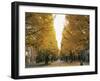 Autumn Foliage, Ginkgo Trees, Tokyo University, Tokyo, Japan-Steve Vidler-Framed Photographic Print