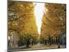 Autumn Foliage, Ginkgo Trees, Tokyo University, Tokyo, Japan-Steve Vidler-Mounted Photographic Print