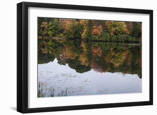 Autumn Foliage In Forest By Lake-Anthony Paladino-Framed Giclee Print