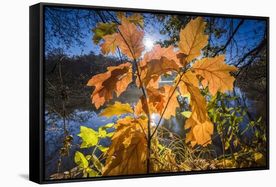 Autumn Foliage in the Back Light in the Lake-Falk Hermann-Framed Stretched Canvas