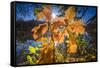 Autumn Foliage in the Back Light in the Lake-Falk Hermann-Framed Stretched Canvas