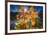 Autumn Foliage in the Back Light in the Lake-Falk Hermann-Framed Photographic Print