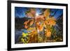 Autumn Foliage in the Back Light in the Lake-Falk Hermann-Framed Photographic Print