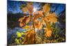 Autumn Foliage in the Back Light in the Lake-Falk Hermann-Mounted Photographic Print