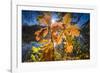 Autumn Foliage in the Back Light in the Lake-Falk Hermann-Framed Photographic Print