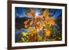 Autumn Foliage in the Back Light in the Lake-Falk Hermann-Framed Photographic Print