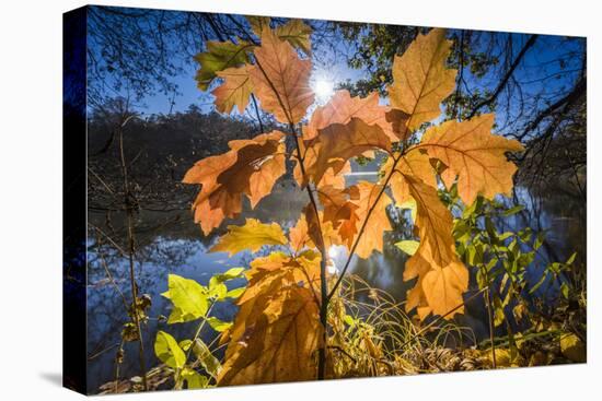 Autumn Foliage in the Back Light in the Lake-Falk Hermann-Stretched Canvas