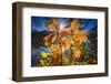 Autumn Foliage in the Back Light in the Lake-Falk Hermann-Framed Photographic Print