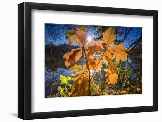 Autumn Foliage in the Back Light in the Lake-Falk Hermann-Framed Photographic Print