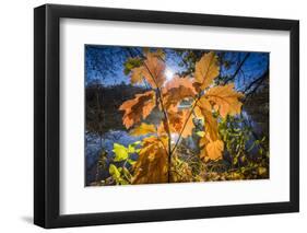 Autumn Foliage in the Back Light in the Lake-Falk Hermann-Framed Photographic Print