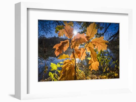 Autumn Foliage in the Back Light in the Lake-Falk Hermann-Framed Photographic Print