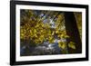 Autumn Foliage in the Lake-Falk Hermann-Framed Photographic Print