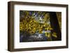 Autumn Foliage in the Lake-Falk Hermann-Framed Photographic Print