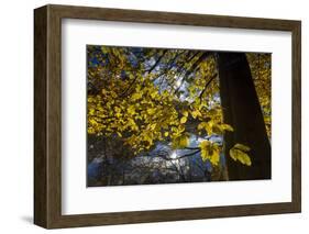 Autumn Foliage in the Lake-Falk Hermann-Framed Photographic Print
