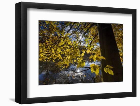 Autumn Foliage in the Lake-Falk Hermann-Framed Photographic Print