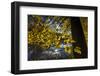 Autumn Foliage in the Lake-Falk Hermann-Framed Photographic Print