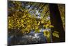 Autumn Foliage in the Lake-Falk Hermann-Mounted Photographic Print