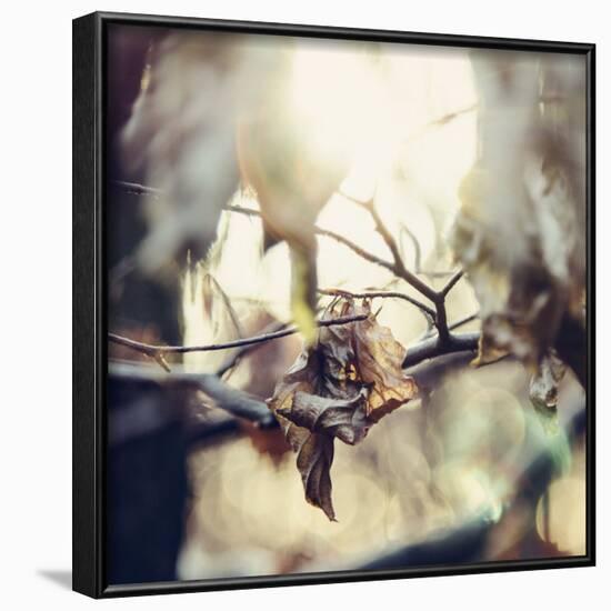 Autumn foliage in the sunlight in the Teutoburg Forest in Bielefeld.-Nadja Jacke-Framed Photographic Print