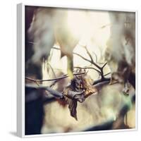 Autumn foliage in the sunlight in the Teutoburg Forest in Bielefeld.-Nadja Jacke-Framed Photographic Print