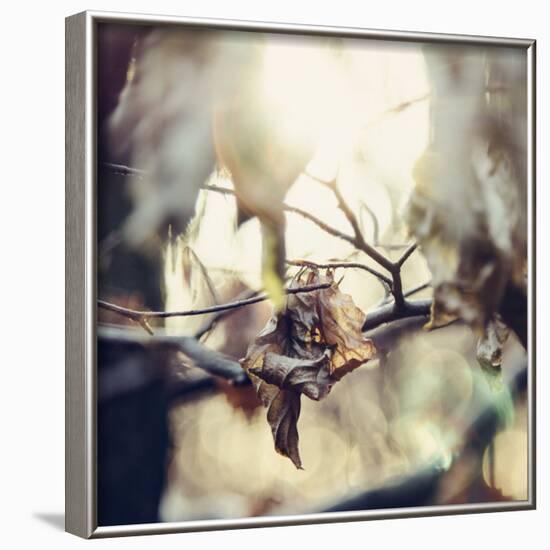 Autumn foliage in the sunlight in the Teutoburg Forest in Bielefeld.-Nadja Jacke-Framed Photographic Print