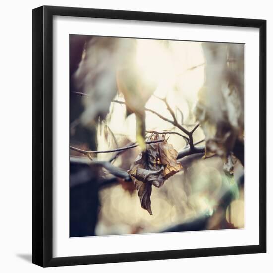 Autumn foliage in the sunlight in the Teutoburg Forest in Bielefeld.-Nadja Jacke-Framed Photographic Print