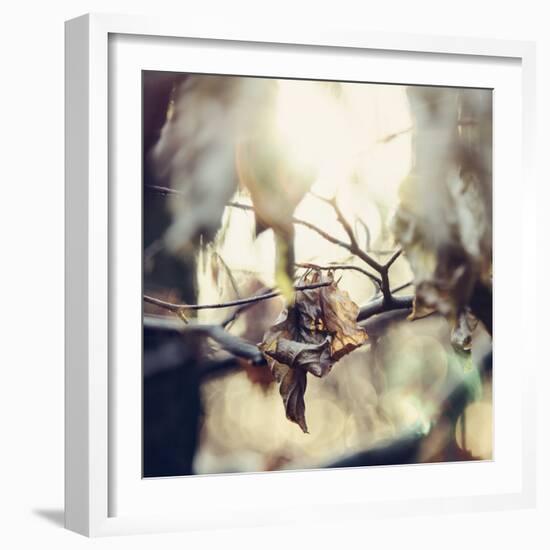 Autumn foliage in the sunlight in the Teutoburg Forest in Bielefeld.-Nadja Jacke-Framed Photographic Print