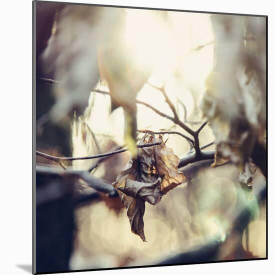 Autumn foliage in the sunlight in the Teutoburg Forest in Bielefeld.-Nadja Jacke-Mounted Photographic Print