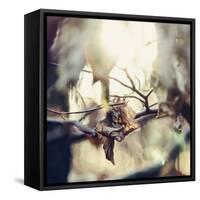 Autumn foliage in the sunlight in the Teutoburg Forest in Bielefeld.-Nadja Jacke-Framed Stretched Canvas