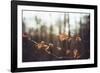 Autumn foliage in the sunlight in the Teutoburg Forest in Bielefeld.-Nadja Jacke-Framed Photographic Print