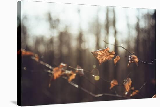 Autumn foliage in the sunlight in the Teutoburg Forest in Bielefeld.-Nadja Jacke-Stretched Canvas