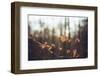 Autumn foliage in the sunlight in the Teutoburg Forest in Bielefeld.-Nadja Jacke-Framed Photographic Print