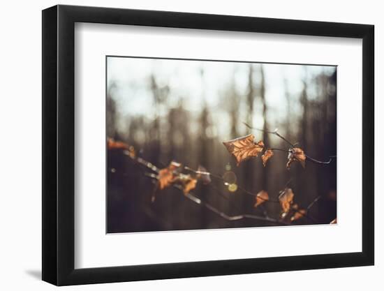 Autumn foliage in the sunlight in the Teutoburg Forest in Bielefeld.-Nadja Jacke-Framed Photographic Print