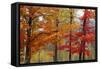 Autumn Foliage, Lincoln New Hampshire, New England-Vincent James-Framed Stretched Canvas