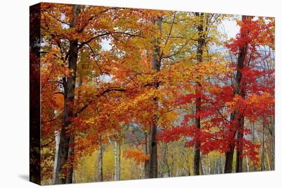 Autumn Foliage, Lincoln New Hampshire, New England-Vincent James-Stretched Canvas