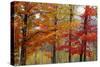 Autumn Foliage, Lincoln New Hampshire, New England-Vincent James-Stretched Canvas