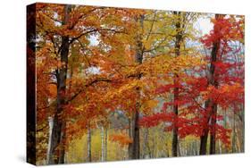 Autumn Foliage, Lincoln New Hampshire, New England-Vincent James-Stretched Canvas