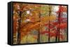 Autumn Foliage, Lincoln New Hampshire, New England-Vincent James-Framed Stretched Canvas