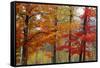 Autumn Foliage, Lincoln New Hampshire, New England-Vincent James-Framed Stretched Canvas