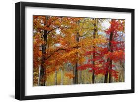 Autumn Foliage, Lincoln New Hampshire, New England-Vincent James-Framed Photographic Print