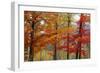 Autumn Foliage, Lincoln New Hampshire, New England-Vincent James-Framed Photographic Print