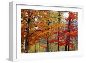 Autumn Foliage, Lincoln New Hampshire, New England-Vincent James-Framed Photographic Print