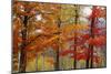 Autumn Foliage, Lincoln New Hampshire, New England-Vincent James-Mounted Photographic Print